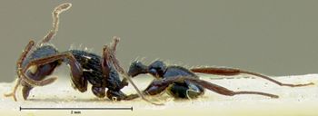 Media type: image; Entomology 16563   Aspect: habitus lateral view